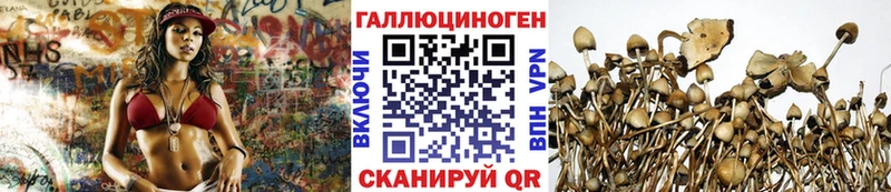 Псилоцибиновые грибы мицелий  Шилка 